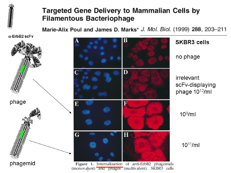a-ErbB2 scFv phage phagemid SKBR3 cells no phage irrelevant  scFv-displaying  phage 1012/ml